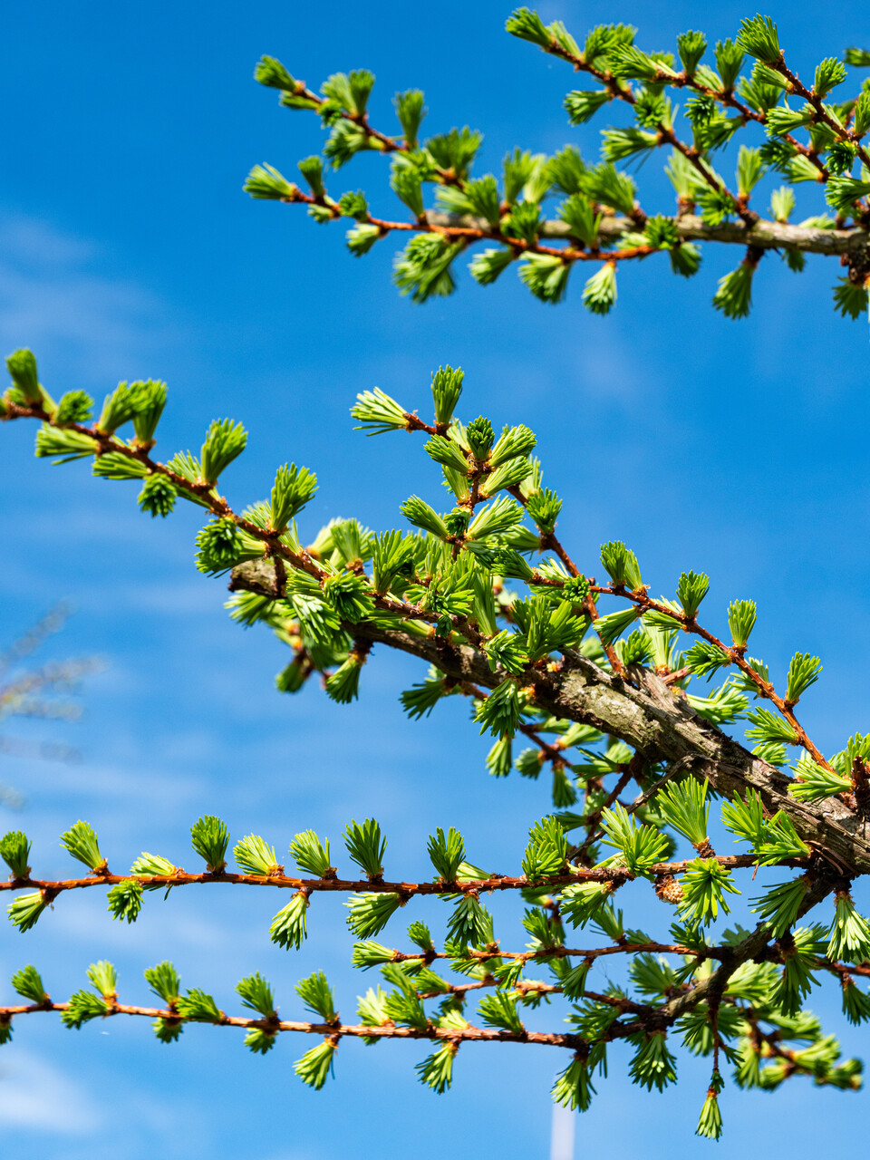 Larix kaempferi | Japanese larch - Van den Berk Nurseries
